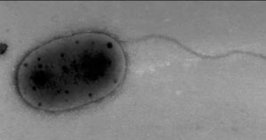 Microbes Unknown to Science Discovered on The International Space Station