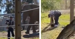 San Diego man arrested for taking 2-year-old inside elephant exhibit at zoo