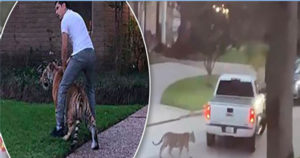 Man who fled with a tiger has been caught, but the animal is on the loose, Houston police say