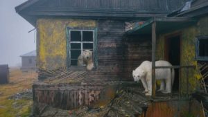 Polar Bears Have Begun To Take Over Abandoned Soviet Buildings Above The Arctic Circle