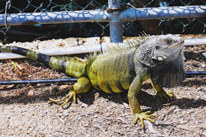 Iguana killers: Hunts around South Florida backyards become a tourist attraction