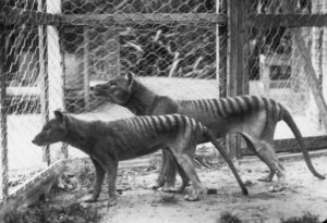 Australian Scientists Hope To Resurrect The Extinct Tasmanian Tiger Within 10 Years Using DNA Sequencing