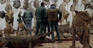 Spain investigates private taxidermy collection with more than 1,000 animals